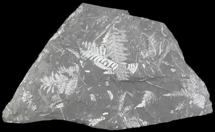 Wide Fossil Seed Fern Plate - Pennsylvania #63320